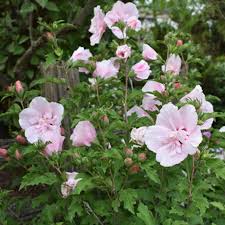 Image result for Hibiscus syriacus ´Pink Chiffon