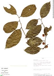 Image result for Heisteria