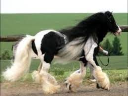 Look at this fancy dude: I Love Black Friesians And Gypsy Vanners The Horses Of Fairy Tales Hubpages