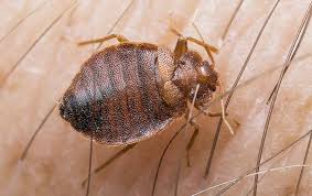 Did you wake up with rashes on your arms and legs? Bed Bugs A Guide To Bed Bugs In New York Connecticut