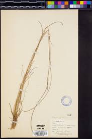Image result for Microchloa