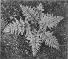 Image result for Pteridium aquilinum