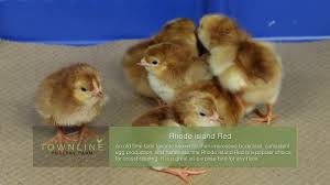 4,321 likes · 68 talking about this. Rhode Island Red Baby Chicks Youtube
