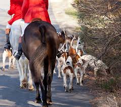 2,100+ Fox Hunting Stock Photos ...