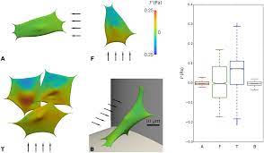 Follow the instructions in your owner's manual or installation guide when installing this part. Immersed Boundary Models For Quantifying Flow Induced Mechanical Stimuli On Stem Cells Seeded On 3d Scaffolds In Perfusion Bioreactors