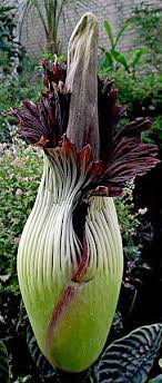 Top 12 Des Plantes Les Plus Etranges De Notre Bonne Vieille Planete Plantes Etranges Grandes Fleurs Arum Titan
