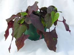Ipomoea Ace Of Spades Sweet Potato Vine Ball Horticultural Co Sweet Potato Vine Vines Spring