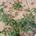 Image result for Canscora diffusa