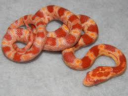Black And White Corn Snake Corn Snake Corn Snake Cute Snake Pretty Snakes
