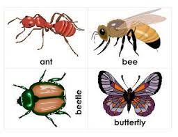 Ask your kids to describe insects. Interesting Insects Common Insects Visuals Esl For Kids Insects Kindergarten Pictures Of Insects Insects