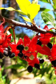 Image result for Ochna serrulata