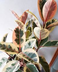 General, art, business, computing, medicine, miscellaneous, religion, science, slang, sports, tech, phrases. How To Care For A Rubber Plant Greenmylife