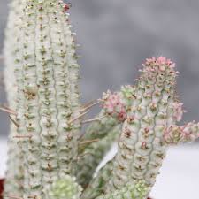 Image result for Euphorbia epicyparissias