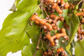 Image result for Hovenia dulcis