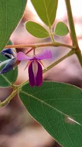 Image result for Pycnospora