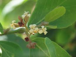 Image result for Cordia sinensis