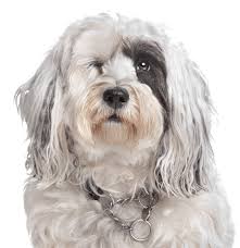 Tibetan terrier puppy courtesy of creative commons. Tibetan Terrier Puppies For Sale Adoptapet Com