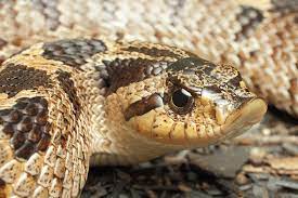 Southern Hognose Snake Hognose Snake Snake Animals