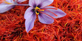 Penampakan Saffron Rempah Termahal Di Dunia