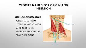 Many athletes and bodybuilders have large pecs, too. Muscles Ppt Download