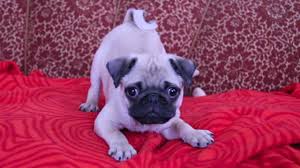 Check spelling or type a new query. Flat Faced But Fantastic Should I Get A Pug K9 Web