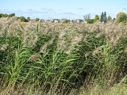 Image result for Loudetia phragmitoides