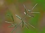 Image result for Eriochloa fatmensis