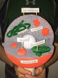Check spelling or type a new query. 4th Grade 3d Animal Cell Project Cells Project Animal Cells Model Cell Model