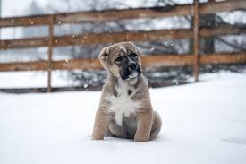Check spelling or type a new query. Central Asian Shepherd Dog Complete Guide Info Pictures Care More Pet Keen