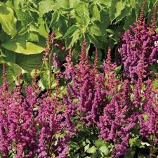 Astilbe Chinensis Purpurkerze Au Inflorescence Plumeuse Pourpre Fleurs Pourpres Vivaces Ombre Fleurs