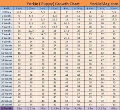 If it's a mixed breed, things can get a little complicated and you will need your vet's help in. 22 Best Yorkie Weight Chart Calculator For 2021 Lewisburg District Umc