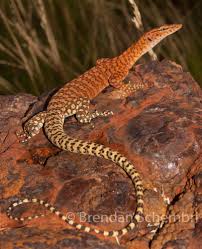 Check spelling or type a new query. Pilbara Rock Monitor Varanus Pibarensis Australia Lizard Monitor Lizard Australia Animals