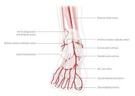 Master the ventricular system anatomy and function with our study unit: The Leg Ankle And Foot Knowledge Amboss
