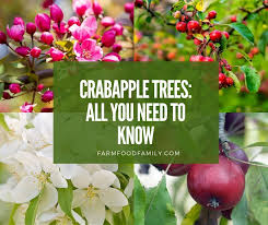 Browse 1,208 crab tree stock photos and images available, or search for crabtree to find more great stock photos and pictures. Crabapples A Detailed Guide Identification Types Fruits Care