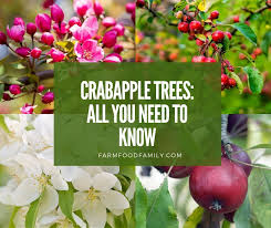 Maybe you would like to learn more about one of these? Crabapples A Detailed Guide Identification Types Fruits Care