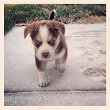 Meka Girl Goberian Pup Golden Retriever Mix Puppies Puppies Baby Dogs