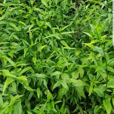 Sabah snake grass plant is native to tropical asia and india. Herb Sabah Snake Grass ä¼˜å±¯è‰ Uturn Grass Gardening Plants On Carousell