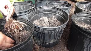 We did not find results for: How To Plant And Grow Taro Roots Aka Malanga Gabi Etc Youtube