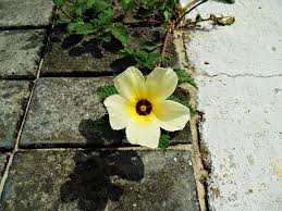 Image result for Turneraceae