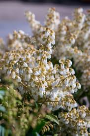 Image result for Pieris japonský debutante obrázek