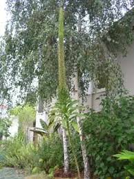 Image result for Lobelia giberroa