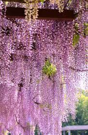 Wisteria Beautiful Flowers Plants Beautiful Gardens