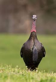 Birds That Look Like Turkeys Wild Turkey Bird Hunting Wild Turkey Wild Birds