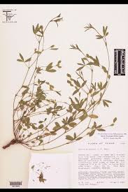 Image result for Zornia pratensis