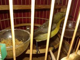 Download lagu suara pikat burung sogon (6.43mb) dan streaming kumpulan lagu suara pikat burung untuk melihat detail lagu suara pikat burung sogon klik salah satu judul yang cocok. Cara Paling Mudah Melatih Burung Kolibri Makan Kroto
