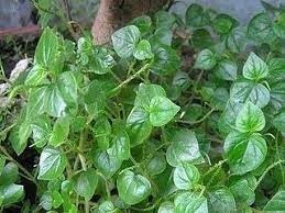 A Herb Used To Treat Arthritis Gout Skin Disorders Abdominal Pains And Kidney Problems It Is Applied To The Medicinal Plants Medicinal Weeds Herbal Plants