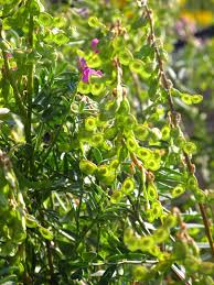 Image result for Hedysarum