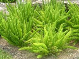 Images Of Foxtail Fern Foxtail Plant Foxtail Fern Plants