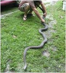 Amazing Snakes Including Snake Swallows Man Mamba Snake Black Mamba Black Mamba Snake