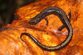 Image result for Pycnostachys orthodonta